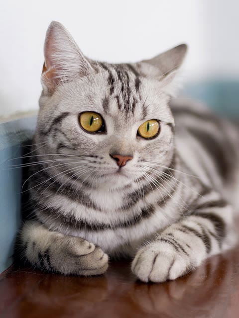 Pet photo