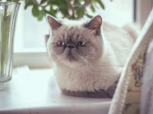 Pet photo