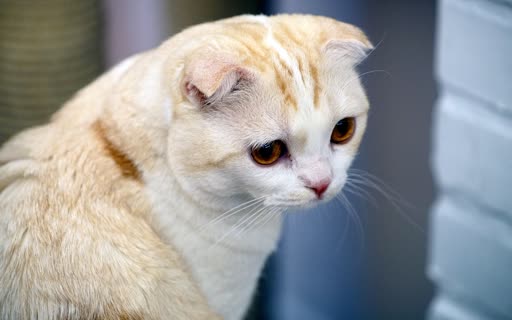 Pet photo
