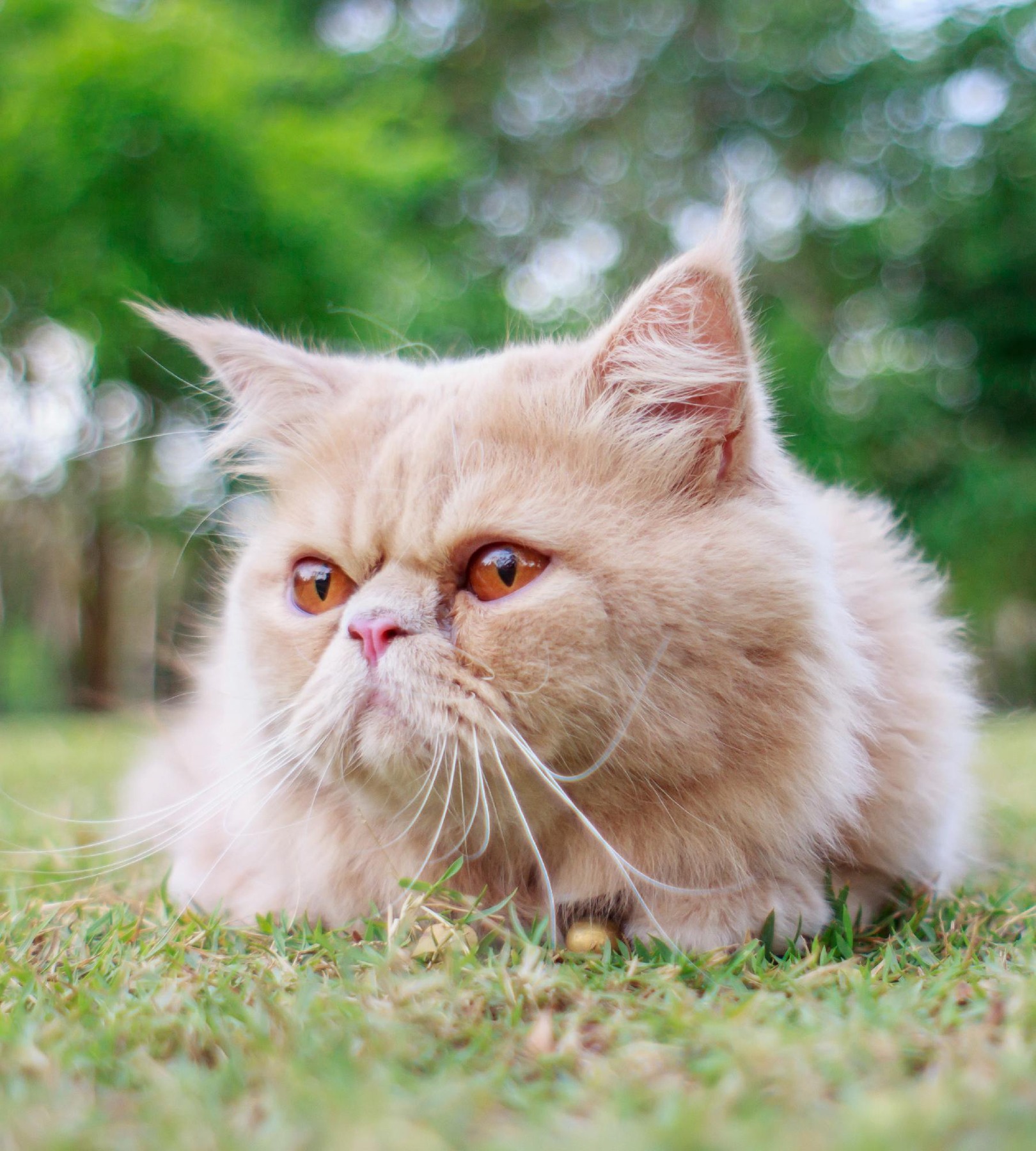 Your pet