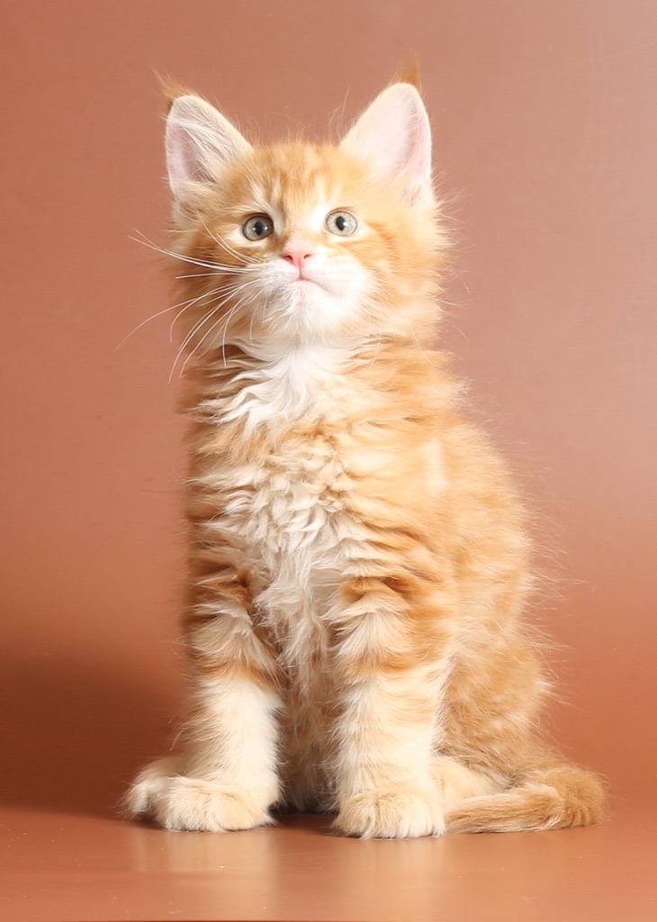 Pet photo