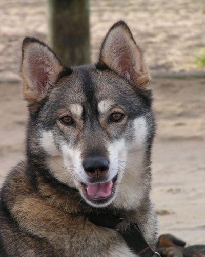 Pet photo