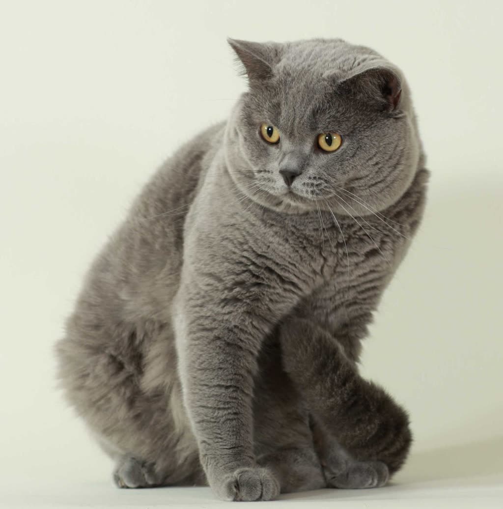 Pet photo