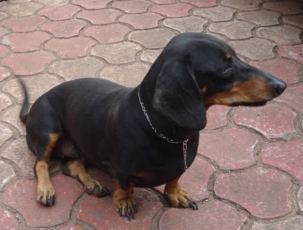 Pet photo