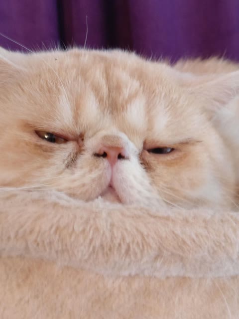 Pet photo