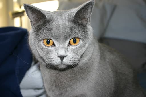 Pet photo