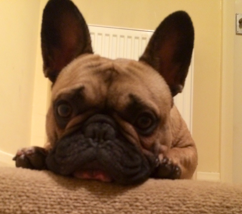Pet photo
