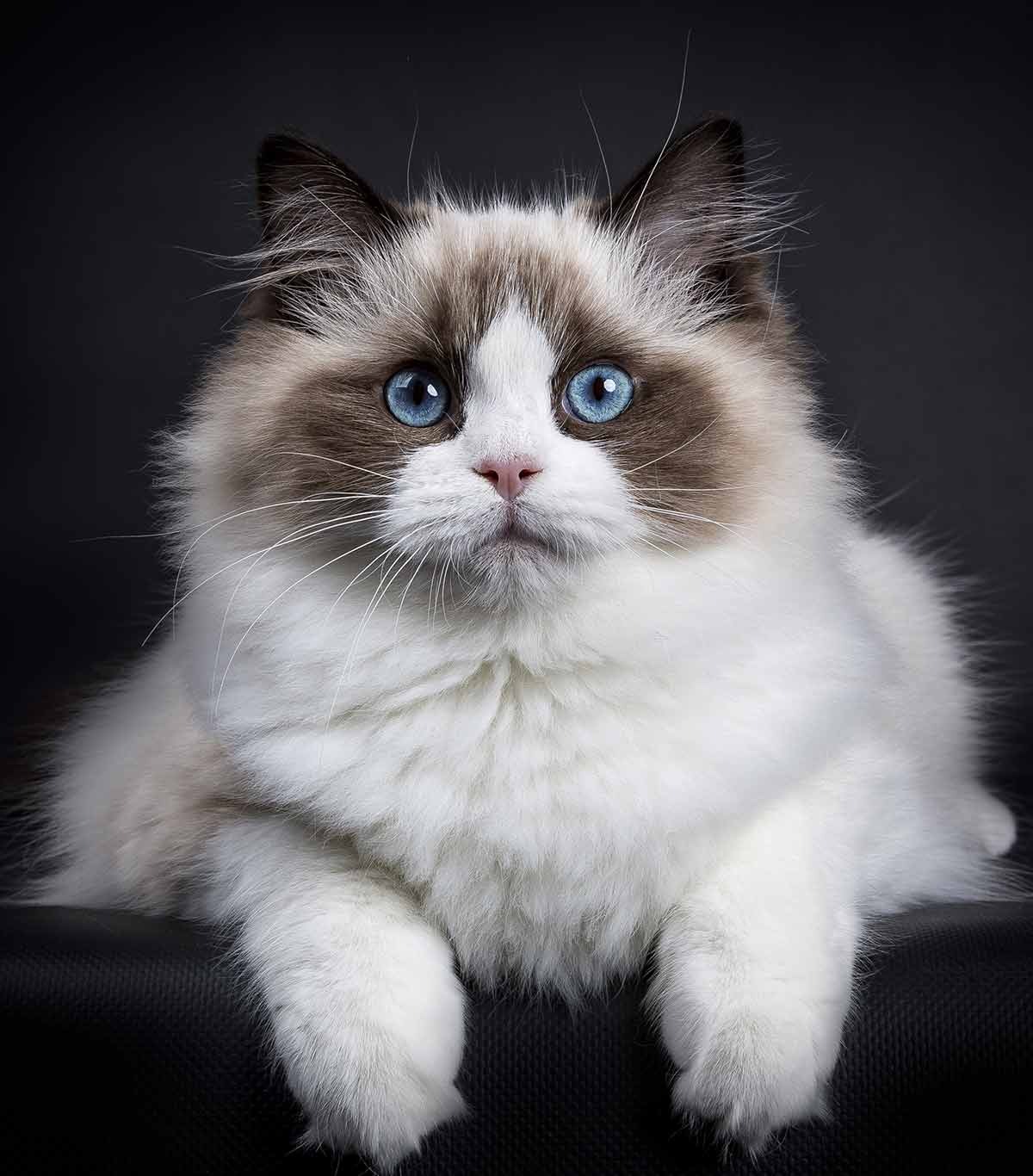 Your pet