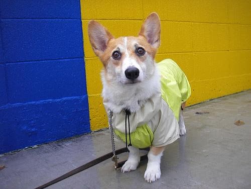Pet photo