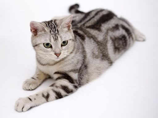 Pet photo