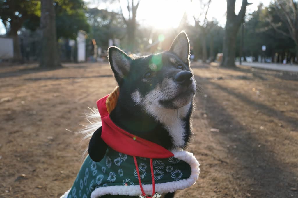 Pet photo