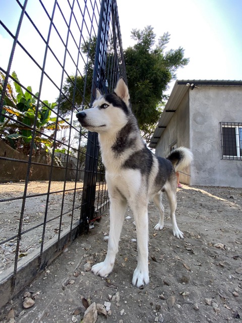 Pet photo