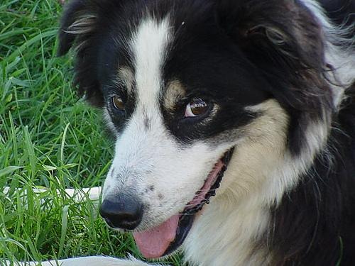 Pet photo