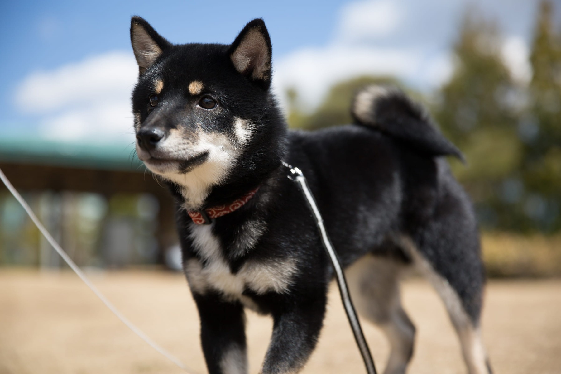 Pet photo