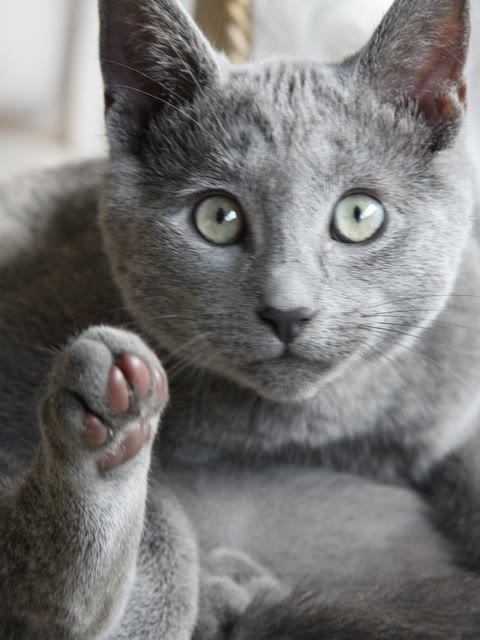 Pet photo
