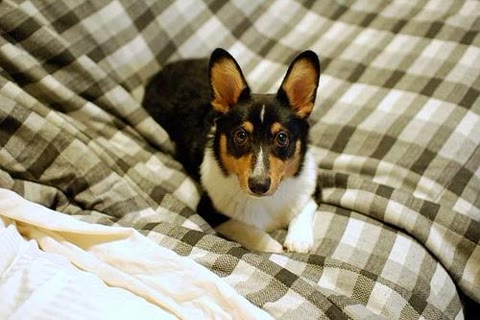 Pet photo