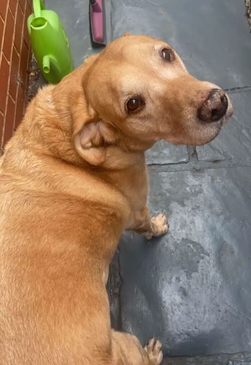 Pet photo