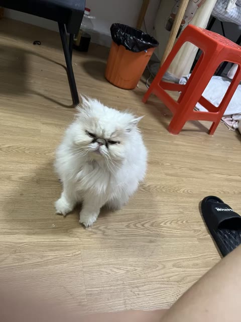 Pet photo