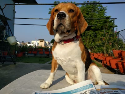 Pet photo