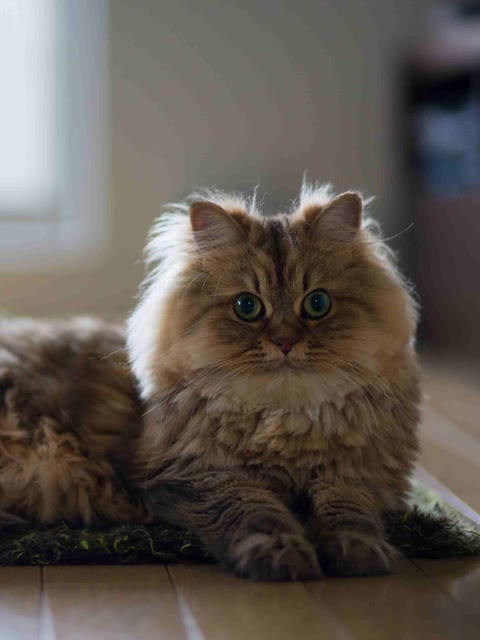 Pet photo