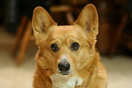 Pet photo