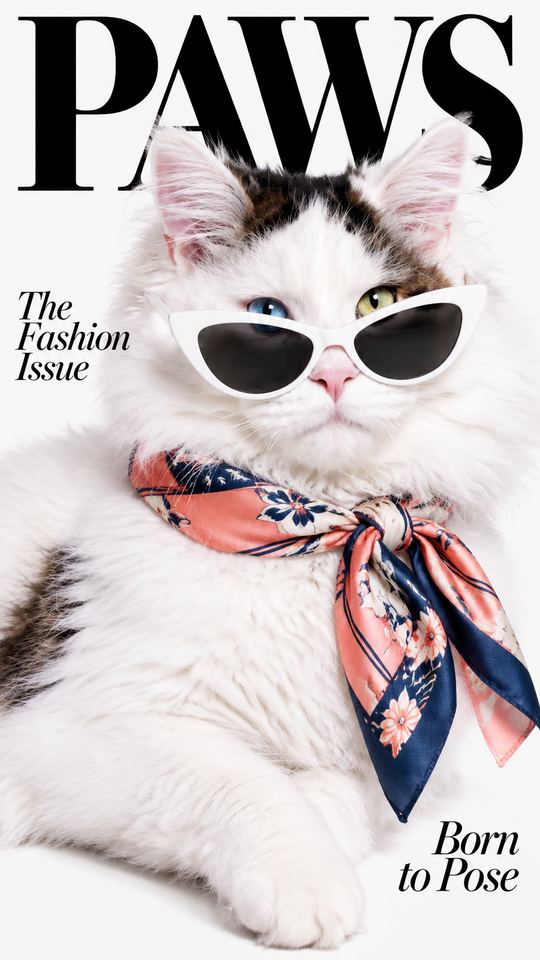Cover Star AI pet template example