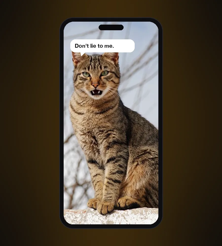 The talking tabby video on a phone screen