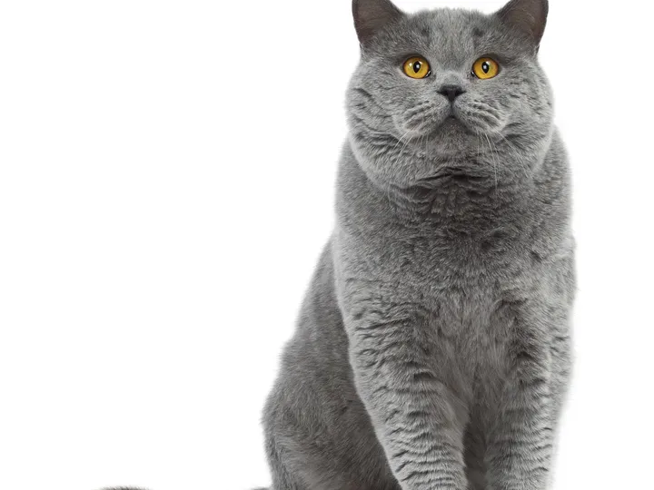 A cat photo: a grey British Shorthair sitting and facing the camera