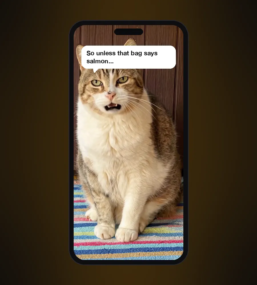 The talking cat video on a phone screen