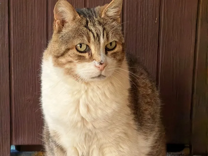 A cat photo