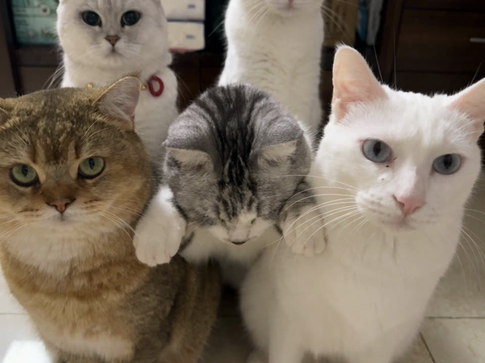 Five cats standing in a line, dancing in a living room