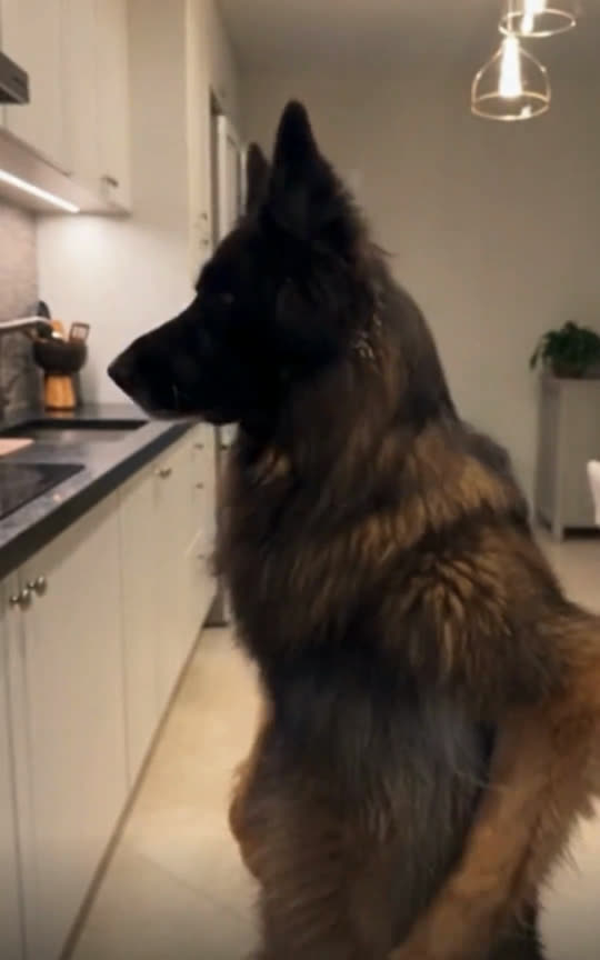 A long-haired German Shepherd standing on its hind legs in a kitchen
