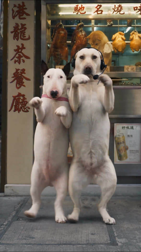 Two dogs standing on their hind legs, dancing side by side on a street